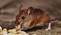 24 Hour & Emergency Exterminators in Weston Mills, NY
